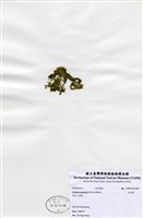 藏品(布氏藻)的圖片